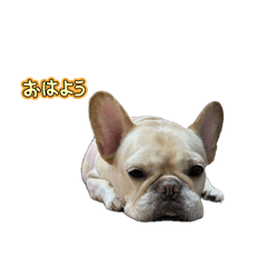 asu_20241202075730