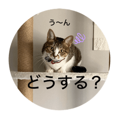 CoCo_20241202103642