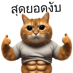 แมวส้มมีกล้าม