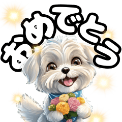 Cute Maltese to celebrate