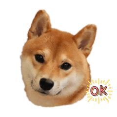 Shiba dog Kouta