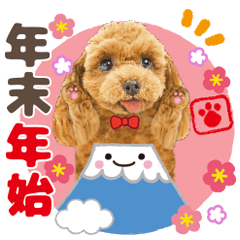 Cute dog 25 poodle