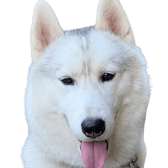 Siberian Husky silver white