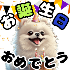 Cute white Pomeranian celebrating