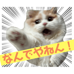 nico_20241202201327