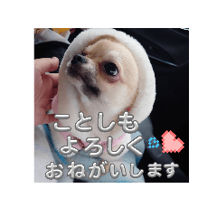 omayu_20241202222030