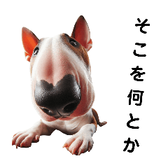 Fisheye lens Bull Terrier 3