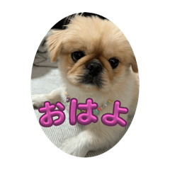 shin_20241202211042