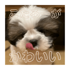 pipi_20241203005305