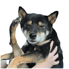 Kumi the Shiba 2