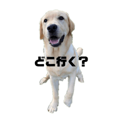sasa_20241203155248