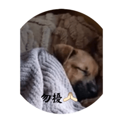 霸丸專屬