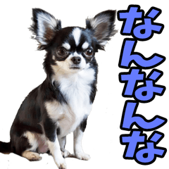 香川・讃岐弁☆わんこ