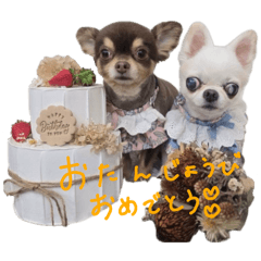 Yuma_20241203171242
