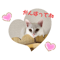 SALT_20241203150226