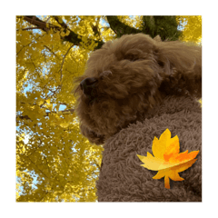 SAYURI_20241203202730