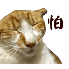 一些阿肥