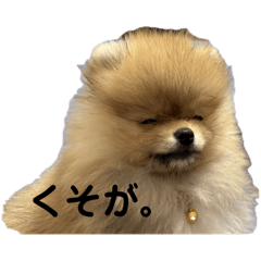 totouzu_20241203204110