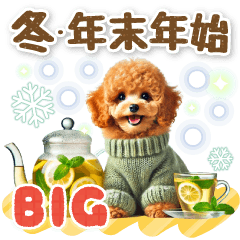 winter toy poodle [BIG]