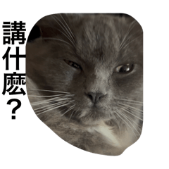 貓貓東東拆