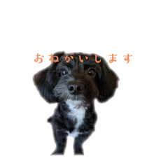 pinpinkun_20241204151443