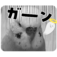 セキセイインコ！漫画の吹き出しスタンプ