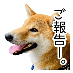 Shibainu having a daily conversation 4v2