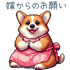 wife corgi dog