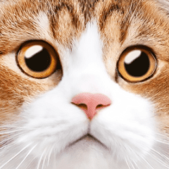 Animated cat photo Sticker