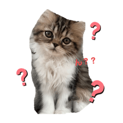 cat sticker riri