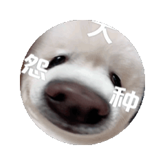 優格4