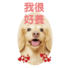臘腸狗的地盤