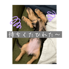 Miniature dachshund puppy daily life