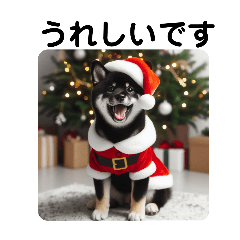 Black-haired Shiba Inu in Santa costume