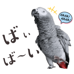 Mei-chan of the parrot_20241205150954