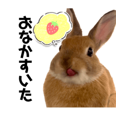 kinako_20241205180645