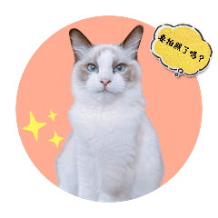 Meow owow