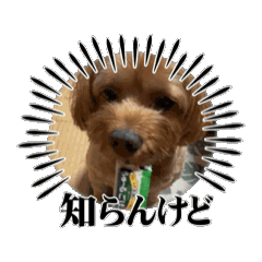 choco_20241205213253