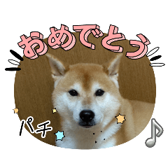 shiba_shin