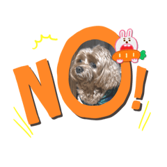 choco_20241205211320