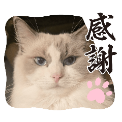 HIROICHIGO_20241205234141