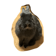 When my bunny wants her weed