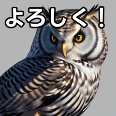 cute talking owl