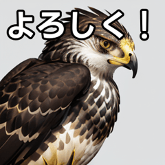 talkative hawk