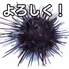 Talkative sea urchin