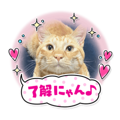 coco_20241206105013