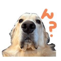 riopi_20241205215637