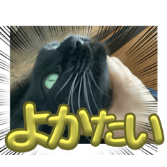 Nico_20241206113506