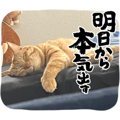 coco_20241206113526