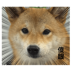 拖拖與蘿蔔